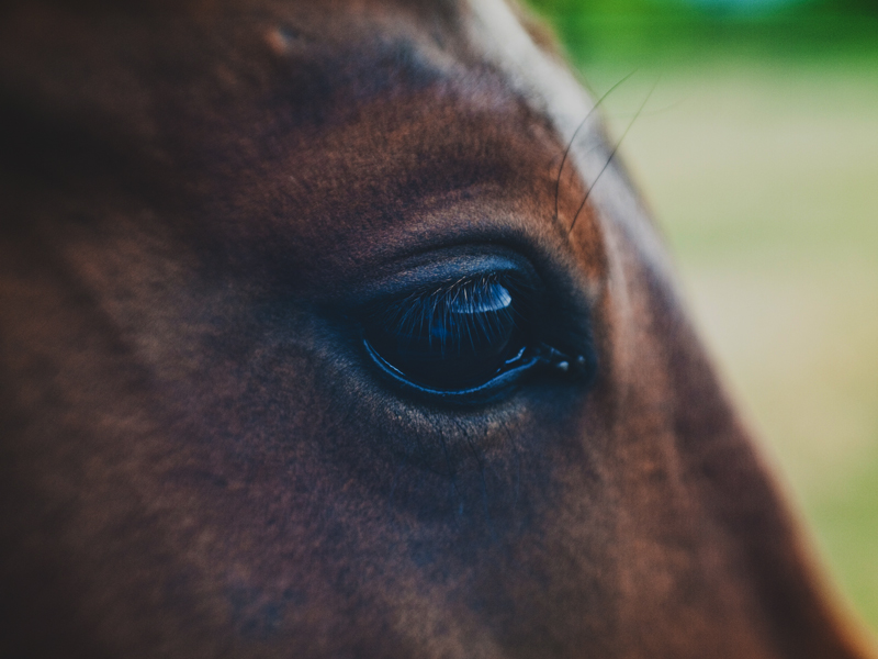 horse